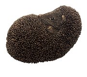Frith Sculpture - Zippo Baby Hedgehog