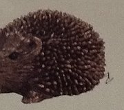 Frith Sculptures - Prickly Hoglet Walking